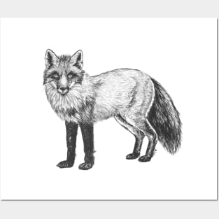 Fox drawing Posters and Art